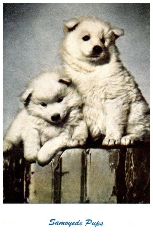 Dog     Samoyede Pups