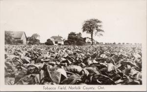 Tobacco Field Norfolk County Ontario ON Real Photo Postcard E35