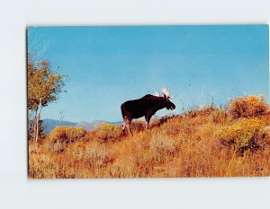 Postcard Moose Bull, On The Slope Of Mount Washburn, Yellowstone Nat'l Park, WY