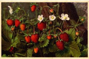 Flowers -   Wild Strawberry         (Thor & Gyger #706)