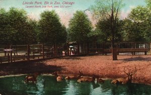 Vintage Postcard 1910 Lincoln Park Elk in Zoo Chicago Illinois Largest Side Park