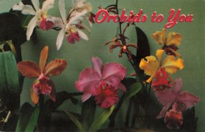 1969 Orchids from Hawaii Postcard 2R3-332 