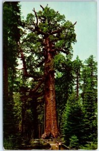 Postcard - The Grizzly Giant, Yosemite National Park - Fish Camp, California