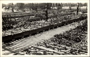 Edinburg Texas TX Fitzpatrick's Cactus Gardens Real Photo Vintage Postcard