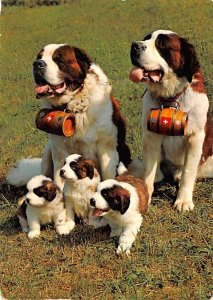 St Bernard Dogs 