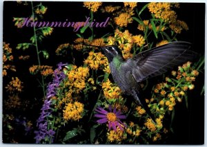 Postcard - Blue-Throated Hummingbird
