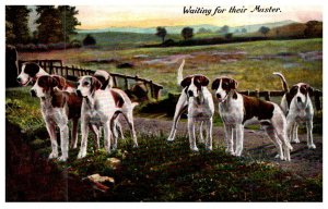 Dog   ,  Fox Hounds