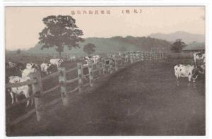 Cattle Farm Cows Farming Japan 1910s postcard