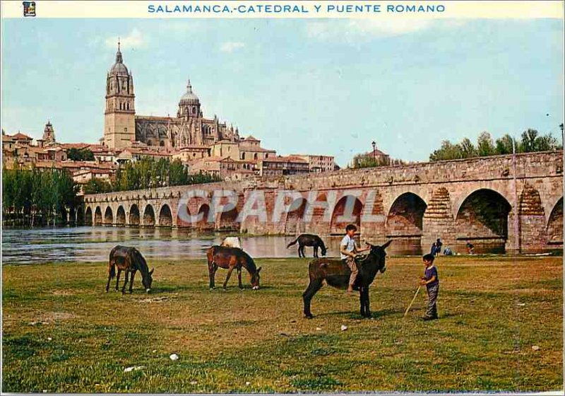 Modern Postcard Catedral Salamanca y Puente Romano Donkey Donkey