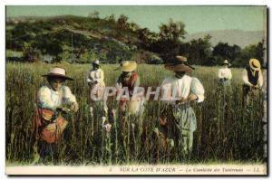 Old Postcard Collection tuberous Cote d & # 39Azur