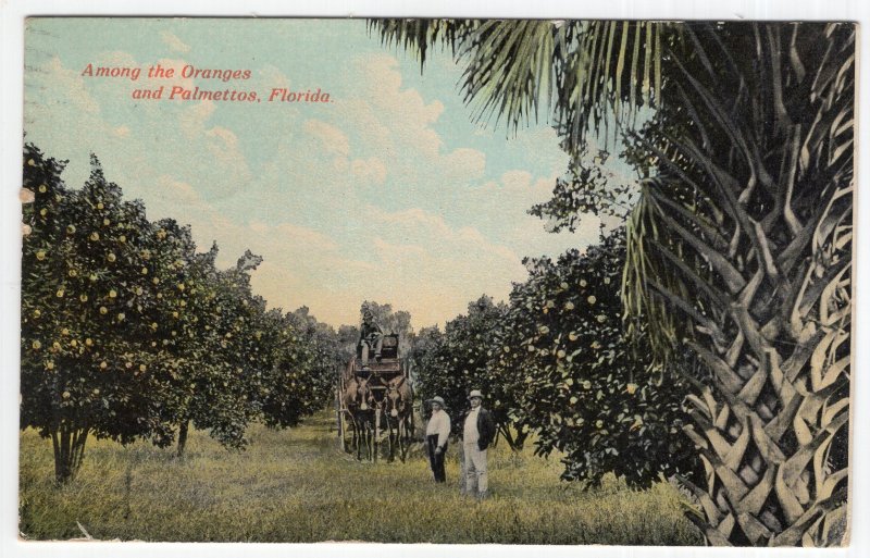 Among the Oranges and Palmettos, Florida