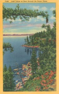 Lake Tahoe Seen Through Sugar Pines California 1957 Linen Postcard Unused
