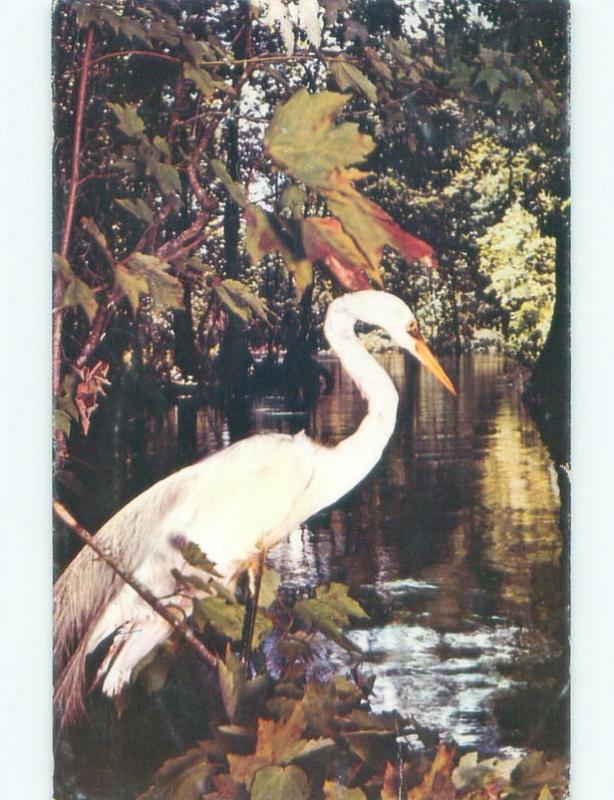 Pre-1980 BEAUTIFUL WHITE BIRD IN THE WATERWAYS Silver Springs In Ocala FL E8772