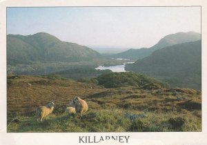 KILLARNEY, LADY'S VIEW, County Kerry, Ireland - Vintage POSTCARD