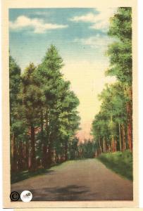 North Carolina Roadside Scene through Woods Vintage Postcard Linen Postcard