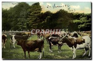 Old Postcard Cows