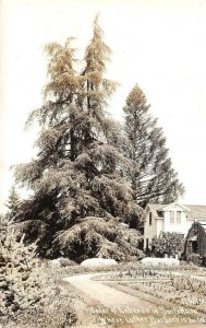 RPPC Lebanon Cedar Santa Rosa Luther Burbank Patterson c1940s Vintage Postcard