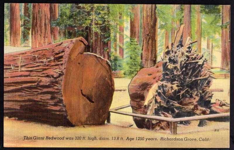 CA RICHARDSON GROVE Giant Redwood was 320 ft High Diam 13.8ft Age 1250 Years