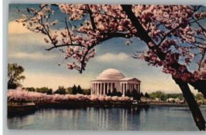 Postcard..Jefferson Memorial During Cherry Blossom Season...