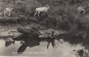 Deer By River At Bradgate Park Leicester Real Photo Postcard