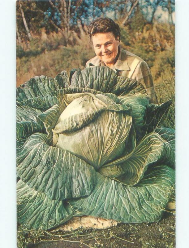 Pre-1980 CABBAGE PLANT AS LARGE AS A PERSON Palmer - Near Anchorage AK E6311