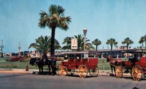 Horse Drawn Carriage,St Augustine,FL BIN