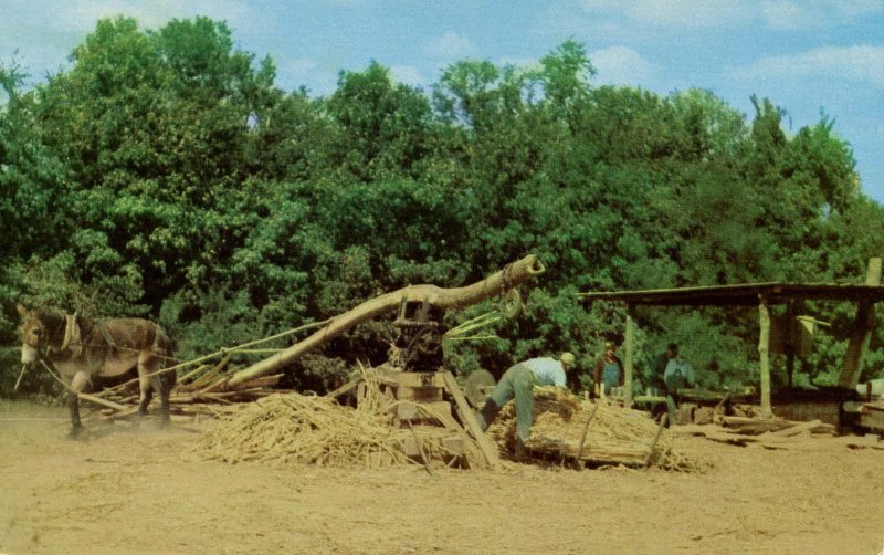 Making Sorghum Molasses