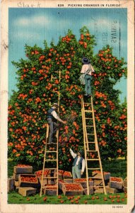 Picking Oranges in FL BIN