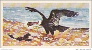 Brooke Bond Vintage Trade Card Wonders Of Wildlife 1976 No 49 South American ...