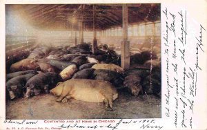 Contented At Home Pigs Hog Pen Union Stock Yards Chicago Illinois 1908 postcard