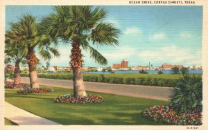 Corpus Christi TX-Texas, Ocean Drive Palm Trees Water Vintage Postcard c1930