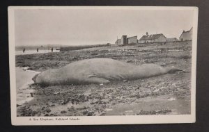 Mint Postcard RPPC Beached Washed Up Sea Elephant Falkland Islands