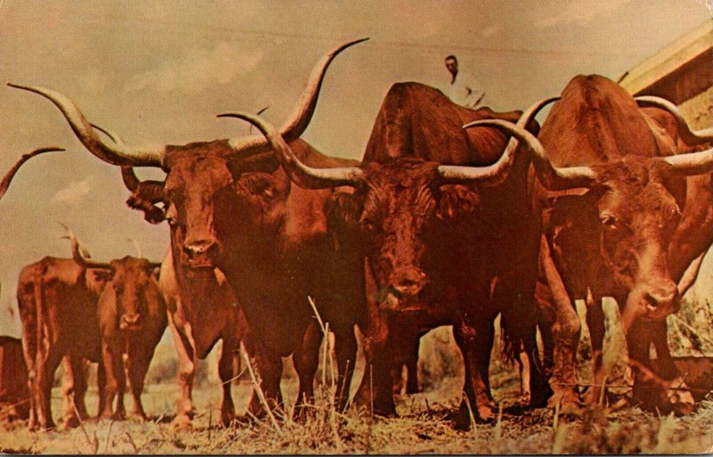 Bulls Texas Longhorns