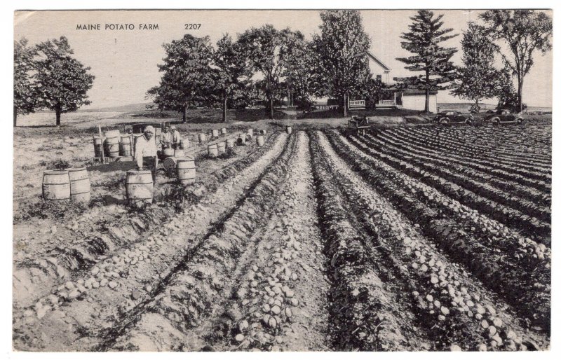 Maine Potato Farm