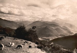 Vintage Postcard Les Pyrenees Sheep Mountain Valley Pastoral Life RPPC