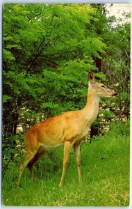 M-62178 White-Tailed Deer on Skyline Drive Shenandoah National Park Virginia