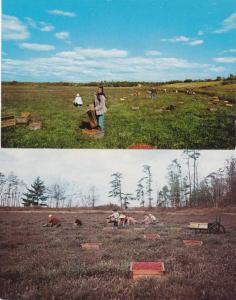 (2 cards) Cranberry Harvest, Cape Cod, Massachusetts