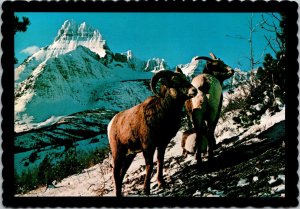 Three Mountain Bighorn Sheep Glacier National Park Montana Postcard 1977