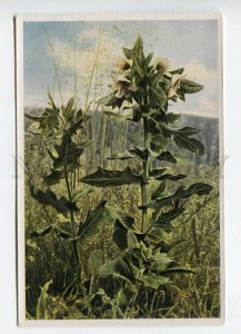 428032 Flower Hyoscyamus niger Vintage Sammelwerk Tobacco Card w/ ADVERTISING