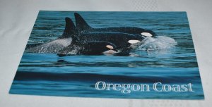 Killer Whale Oregon Coast Postcard Smith-Western Inc. SPC-0401