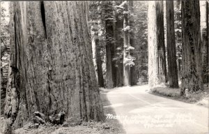 California Redwood Highway Massive Colosus Age and Beauty RPPC Postcard Z22