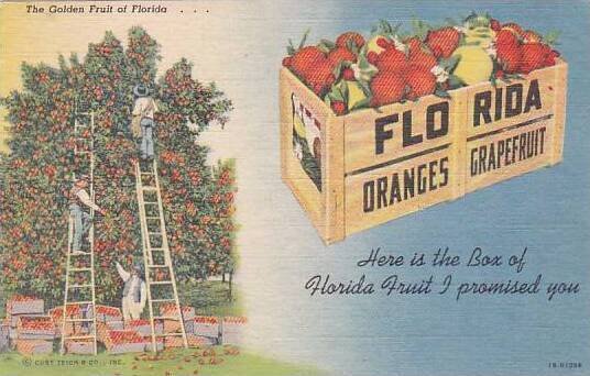 Florida The Golden Fruit Of Florida Here Is The Box Of Florida Fruit And Prom...