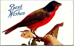 Best Wishes Greetings - Cute Little Red Bird on Tree Branch, Vintage Postcard