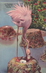 Florida Tampa A Flamingo Nesting In Florida