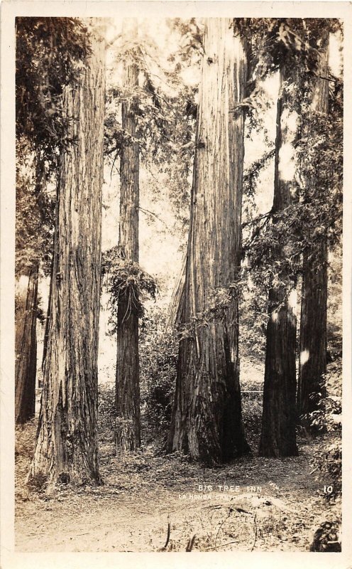 F38/ La Honda Canyon California Postcard RPPC c1920s Big Tree Inn