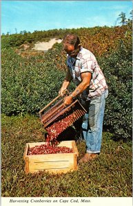 Harvesting Cranberries on Cape Cod Mass.Vintage Standard View Postcard #2 