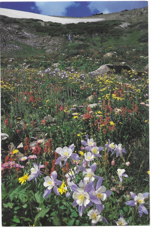 US Colorado. Wildflowers.  Mint Card. Beautiful Colorado.