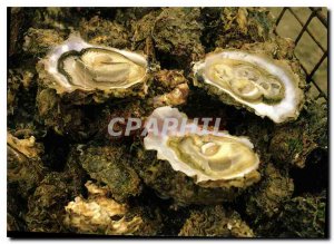 Postcard Modern Parcs Oysters