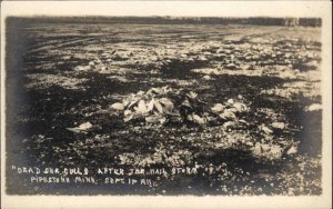 Pipestone MN Dead Birds Seagulls Hail Storm Weather 1911 RPPC Bizarre Unusual