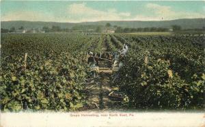 Buffalo 1909 Farm Agriculture Grape Harvesting Postcard NE Pennsylvania 12454